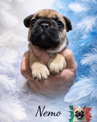 Bouledogue bulldog francese fulvo cucciolo
