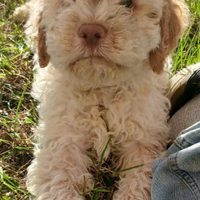 Lagotto romagnolo