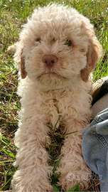Lagotto romagnolo