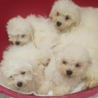 Cuccioli razza bolognese