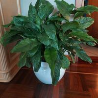 Pianta spathiphyllum 