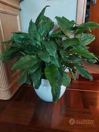 Pianta spathiphyllum 