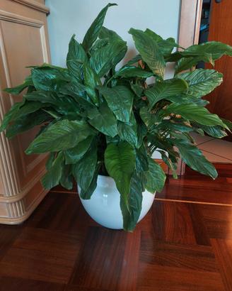 Pianta spathiphyllum 