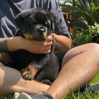 Rottweiler cuccioli