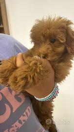 Cucciolo Barboncino Toy albicocca maschio 