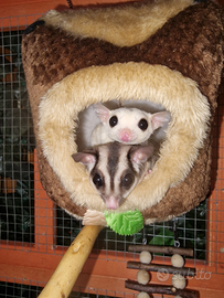 Cucciola Petauro Dello Zucchero