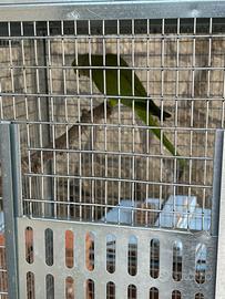 Giovane Parrochetto del collare maschio