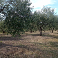 Terreno agricolo tra Rapino e Fara Filiorum Petri