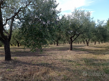 Terreno agricolo tra Rapino e Fara Filiorum Petri