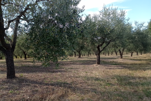 Terreno agricolo tra Rapino e Fara Filiorum Petri