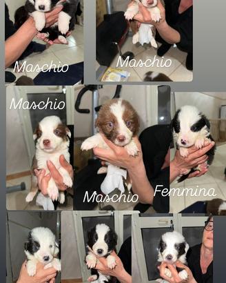 Border collie