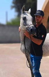 Cavalla Araba Purosangue