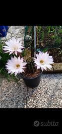 echinopsis fiore rosa