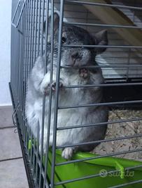 2 chinchillah maschi