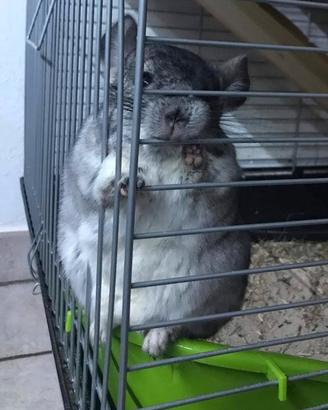 2 chinchillah maschi