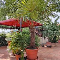 Palma circa 3 M. Completa di Vaso Nuovo