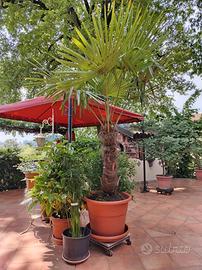 Palma circa 3 M. Completa di Vaso Nuovo