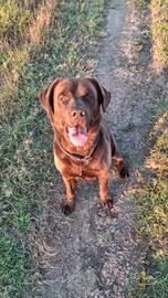 Labrador chocolate dolce e affettuoso
