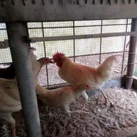 Gallo Livornese di razza