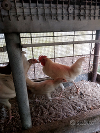 Gallo Livornese di razza