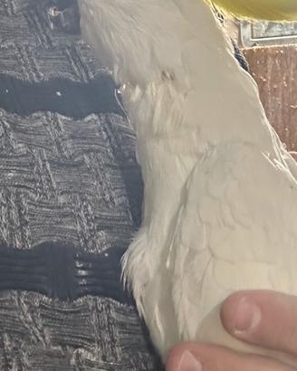 Pullo cacatua