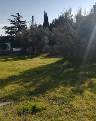 Terreno bisceglie