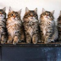 Kurilian Bobtail