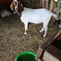 Capre boere da carne