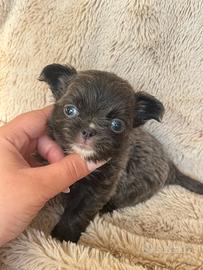 Chihuahua pelo lungo