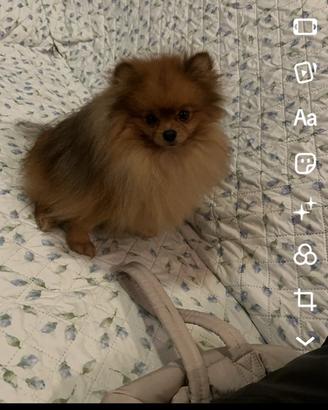 Spitz di Pomerania maschio