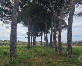 Castelvetrano terreno di 5000 mq con magazzino