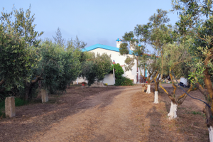 Casa vacanze L'ulivo