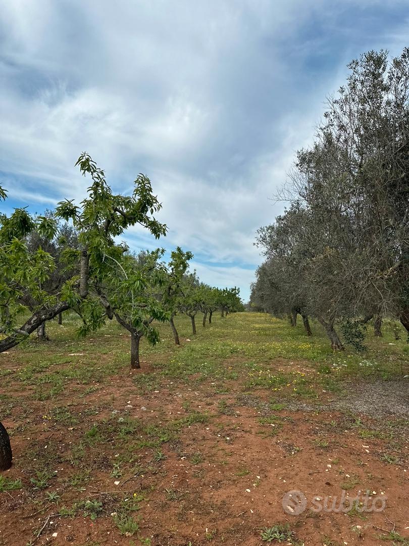 Terreno a San Vito dei Normanni - Vista 2