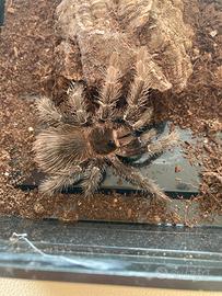 L.parahybana migale