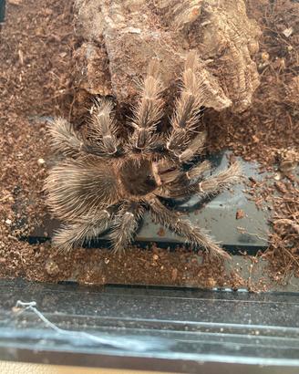 L.parahybana migale