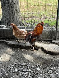 Gallo Araucana color frumento