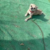 Cucciolo di chihuahua