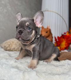 CUCCIOLI di BULLDOG FRANCESE BLU & TAN -bouledogue