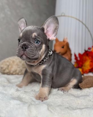 CUCCIOLI di BULLDOG FRANCESE BLU & TAN -bouledogue