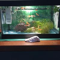 Acquario