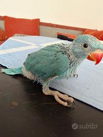 Parrocchete dal colore