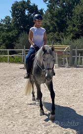 Cavallo