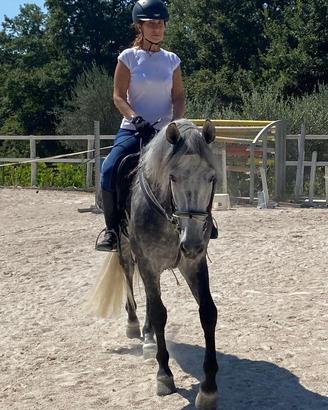 Cavallo