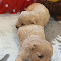 Cuccioli di MALTIPOO