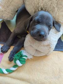 weimaraner cuciolli 