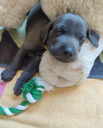 weimaraner cuciolli 
