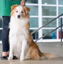 Border collie disponibile