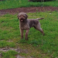 Lagotto romagnolo maschio