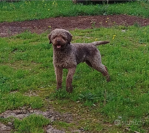 Lagotto romagnolo maschio