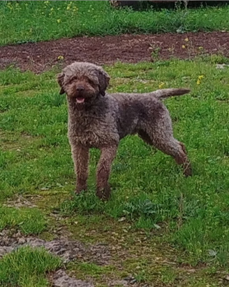 Lagotto romagnolo maschio
